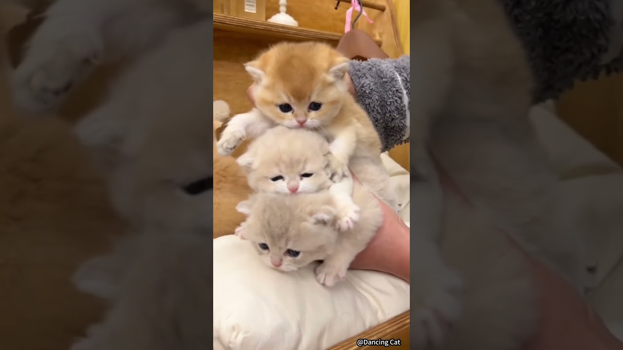 рџђ Funny Cat Videos Cute Cats Try Not To Laugh Cat Videos