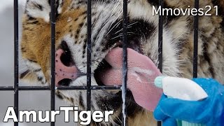 Amur tigers eat meat , lick　milk アムールトラのなるほどガイド キリルとザリア