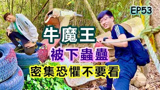 【豐原林牛山】牛魔王阻撓取三角點｜可憐被下蟲蠱｜荔枝椿象群聚｜躲避腐蝕汁液｜往聚興山O形挑戰路線｜下切溪谷驚險刺激｜新田登山步道｜密集恐懼症不要看｜台中一日遊『郊山爬爬造EP53』