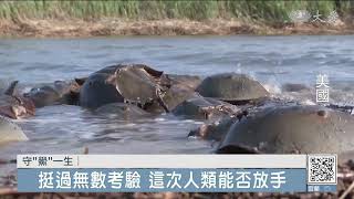 藍血的海洋生物 卻因人類走向滅亡之路