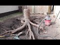 Tree Stump Removal: Removing the stump from my 48 foot spruce tree with a vacuum