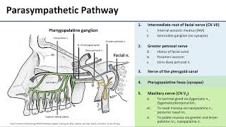 Pterygopalatine Ganglion