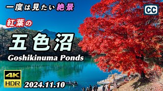 【紅葉の五色沼/4K HDR】一度は見たい裏磐梯の絶景/五色沼自然探勝路/Goshikinuma Ponds/Urabandai【福島県耶麻郡北塩原村】