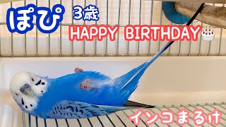 ぽぴ3歳の誕生日おめでとう！！〜幼鳥から振り返り〜【セキセイインコ】Birthday of a budgerigar