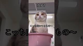 また、写真？動画？撮ってるでしょ？？#youtube #shorts #スコティッシュフォールド #スコティッシュ #猫のいる暮らし #cat #かわいい #癒し #ねこ #子猫