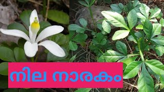 നില നാരകം/Naregamia Alata