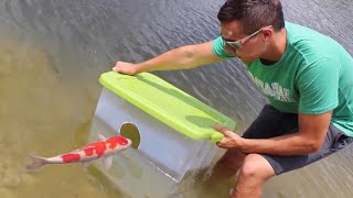 Fish Trap Catches Colorful Pond GIANTS FOOD!!