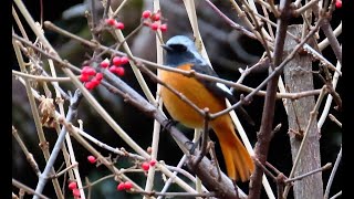 ジョウビタキ男子世田谷地区 2025 01 12 #ジョウビタキ #野鳥 #birds #wildlife #nature #自然観察ぶらり散歩