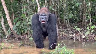 Lowland Silverback Gorilla in the Republic of Congo