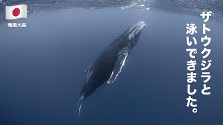 【夢叶った】ついにザトウクジラと泳いできました。