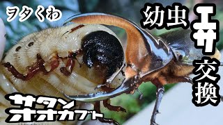 【ヲタくわ】サタンオオカブトの幼虫エサ交換【兜虫人生】