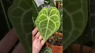 🌱💚 Anthurium Clarinervium แอนทีเรียม คลาริเนอเวี่ยม หน้าวัวใบหัวใจ ใบหนานุ่มมันเงาเหมือนกำมะหยี่