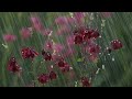 regeneration and relaxation forest bellflowers in the rain with 528 hz white noise