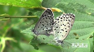 オオゴマシジミ（交尾） BUTTERFLY OF JAPAN