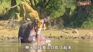 獅子啃食河馬時發生爆炸There was an explosion when a lion ate a hippo