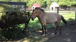 Przewalski's horse