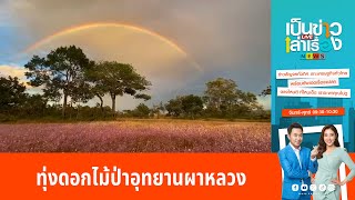 ทุ่งดอกไม้ป่าอุทยานผาหลวงบานสะพรั่ง | เป็นข่าวเล่าเรื่อง