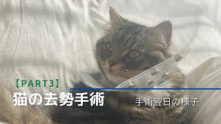 【猫の去勢手術】術後翌日の様子