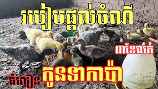 ការចិញ្ចឹមទាកាប៉ា, របៀបផ្តល់ចំណីដល់កូនទាកាប៉ាឱ្យបានត្រឹមត្រូវឆាប់ធំ