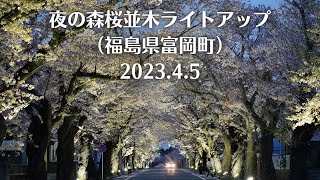 夜の森桜並木ライトアップ 2023.4.5