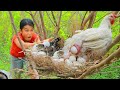 survive in the jungle : Found baby Crocodile and Chicken - Cook Chicken for food in forest for dog