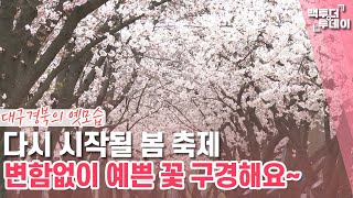 다시 돌아온 봄 축제···대구·경북 과거의 꽃구경 | 백투더투데이