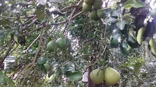 മാതോളി നാരങ്ങ/ കമ്പിളി നാരങ്ങ |Pomelo Fruit | Kerala