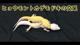 【ヒョウモントカゲモドキ】交尾