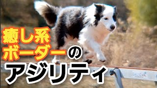 癒し系ボーダーコリーのアジリティ練習を公開！