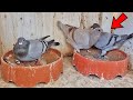 Weaning The MEALY & Blue Bar Pigeons