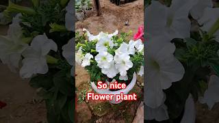 Garden so beautiful flowers plant petunia flower plant #flowers #garden #rose #petunia #ornamental