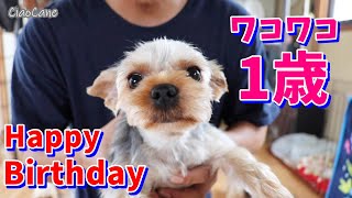 ワコワコ1歳の誕生日【ヨークシャーテリア専門犬舎チャオカーネ】