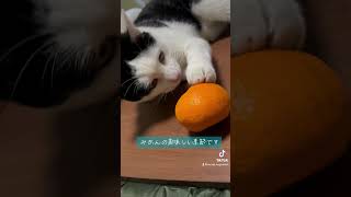 【保護猫もんじゃ】 #cat #ねこライフ #猫のいる暮らし #ねこと生きる #保護猫 #ねこの居る暮らし #ねこ #猫好きさんと繋がりたい #ねことの暮らし #猫のいる生活