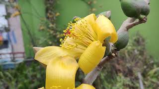 হলুদ শিমুল ফুল/Yellow Shimul Flower !