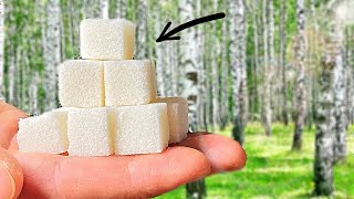 HOW MUCH SUGAR IS IN 100 BIRCH?