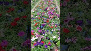 Beautiful And colourful Field Of Petunias🥰😘|| #nature #music #petunia #beautiful #shorts #colorful