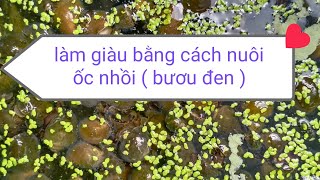 nuôi ốc nhồi ( bươu đen) giúp nông dân có thêm thu nhập