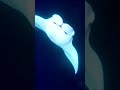 manta rays in the maldives animals marine maldives viral