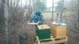 New 3lb package installation, Hive #1 for 2019 season.