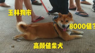 玉林狗市：高颜值柴犬，霸气加纳利，广东五红，价钱还是五红最贵