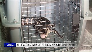 Alligator confiscated from Chicago house after police search