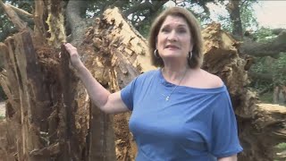 Nearly 300 year old tree uprooted in Brown County storm