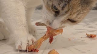 CAT DEVOURS RAW CHICKEN WINGS – SATISFYING CRUNCHING BONES - 4K ASMR