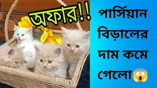 দাম কমে গেলো পার্সিয়ান বিড়ালের || Persian Cat price in bangladesh || Persian Kitten for sale ||2024