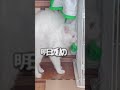 猫の日 short メインクーン サイベリアン