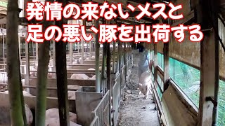 発情の来ないメスと足の悪い豚を出荷する　肉豚出荷6月23日