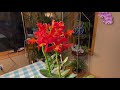 红色树兰 epidendrum red