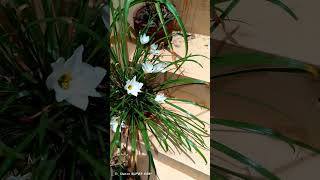 அழகாக பூத்துக் குலுங்கும் White rain Lily/Home garden/Indoor plants#shorts