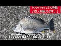 【ぶっこみ釣りシーズン開幕！】繊細なチヌを豪快に釣れ！！