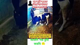 দেখুন ভাই গরু চোরের অবস্থাটা কি হলো গরুর টাই উচিত শিক্ষা দিয়ে দিল। #shortvideo #sabscribe #গরু #চোর